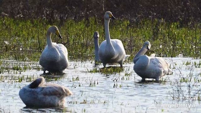 Лебеди Крыма. Шипун, Кликун и Малый