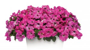 Петуния, проблемы нехватки элементов питания