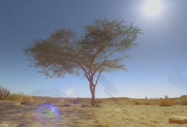 Шалом алейхем