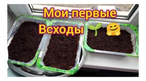 Первые Ростки Радости/ Зелёные Чудеса: От Семечка до Всхода.