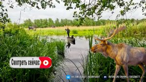 Ночной отдых вместе с моим четвероногим другом на Лосином острове под открытым небом + Лоси