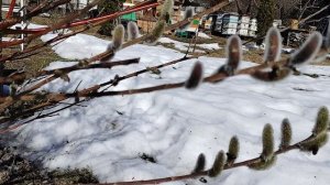 зацвела ИВА ТОНКОСТОЛБИКОВАЯ на пасеке