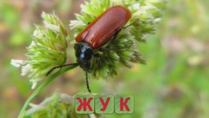 РАЗВИВАЮЩЕЕ ВИДЕО ДЛЯ ДЕТЕЙ. УЧИМСЯ СЧИТАТЬ.