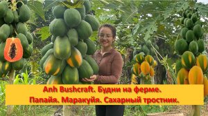 Anh Bushcraft. Будни на ферме .Папайя.Маракуйя.Сахарный тростник.