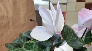 ем оладушки  пью кофе