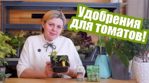 Рассада томатов: нужно ли ее подкармливать