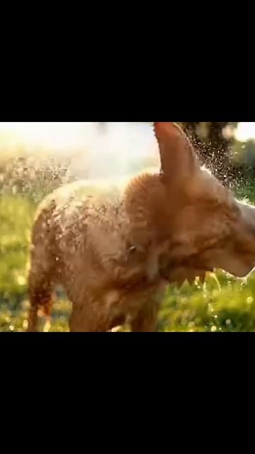 #милыепитомцы #питомцыспасения #питомцыдома #мягкиелапки #питомцывнашейжизни #друзьячеловек