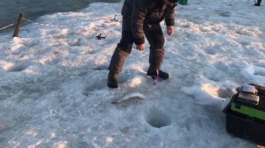 поимка форели на пасту