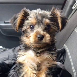 трейжу стендофф