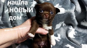 Провожаем Дуняшу в НОВЫЙ дом 24.03.26 #купить_щенка_чихуахуа_продаю +79215950848