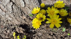 Снимаю первые цветочки. Пчёлки уже работают. 🐝