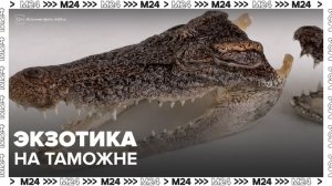 Головы крокодилов изъяли у россиянина новосибирские таможенники - Москва 24