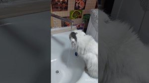 кекса во всей красе