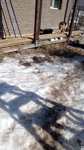 У НАШЕЙ СОБАКИ РВАНАЯ РАНА!