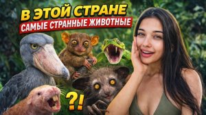 В ЭТОЙ СТРАНЕ САМЫЕ СТРАННЫЕ ЖИВОТНЫЕ