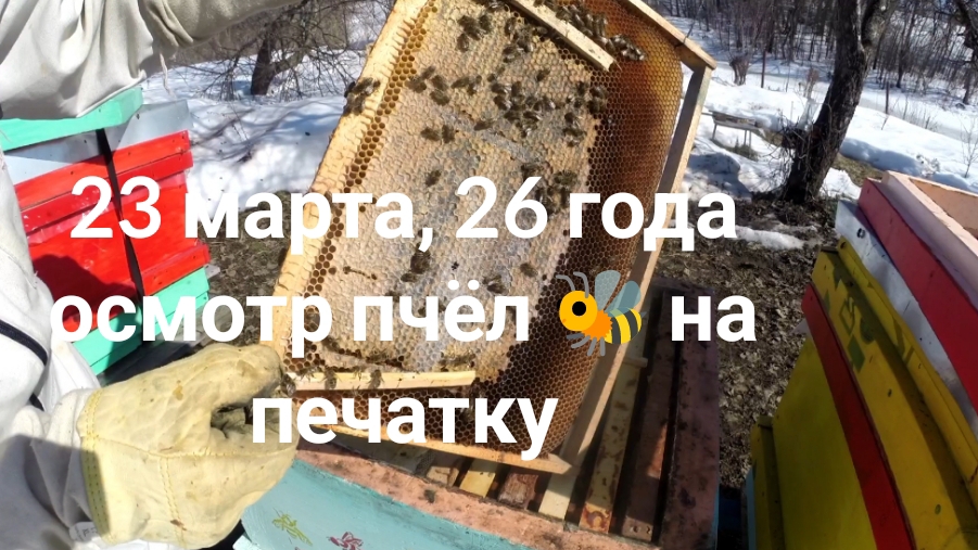 23 марта 26 года, осмотр пчёл на печатку, расплод, после двух недель.