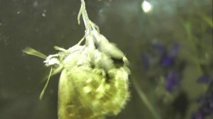 ИНСЕКТАРИЙ: 446. Толстоголовка Альцея (Carcharodus alceae)