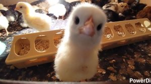 24-03-2026 Мысли в слух / как я готовлю мешанку для кур / засела на сериал.