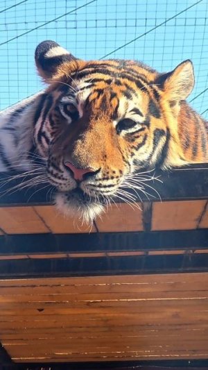 Полосаточка ❤️