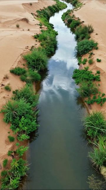 Зеленая река в пустыне: природа в противоречии #пустыня #природа #река