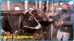 ИТОГ ПО БЫКАМ НЕ ОПРАВДАЛ ОЖИДАНИЯ, ВСТРЕТИЛИ САМОГО ДОРОГОГО ГОСТЯ, ЖИЗНЬ В ДЕРЕВНЕ