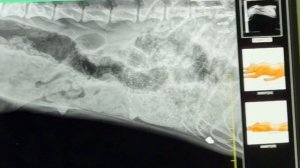 Врач нашёл в теле собаки пулю