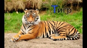 Азбука учим буквы