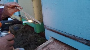 Обработка шнурами ТЭДА семей пчёл в ульях ЛЫСОНЬ.