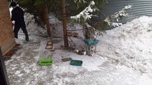 снежное утро