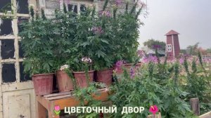 Дворы и дачи с роскошными цветами 🌹 сплошное вдохновение для души (5)