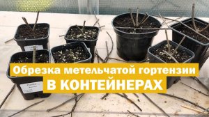 Как обрезать метельчатую гортензию в контейнере: ПРОСТО, ПОНЯТНО И БЕЗ ОШИБОК