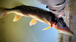 Мини тест китайской "электрички". Лайтовый кастинг на МР.