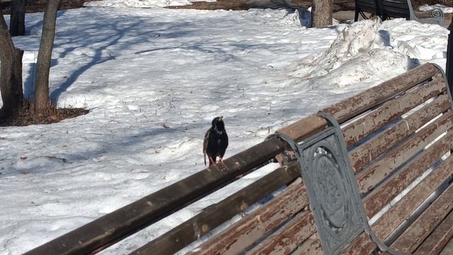 СКВОРЦЫ ПРИЛЕТЕЛИ. Москва, Останкино…