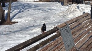 СКВОРЦЫ ПРИЛЕТЕЛИ. Москва, Останкино...