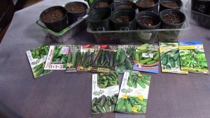 24.03.26 г. Волгоград. Обзор семян огурцов и посадка на рассаду для теплицы