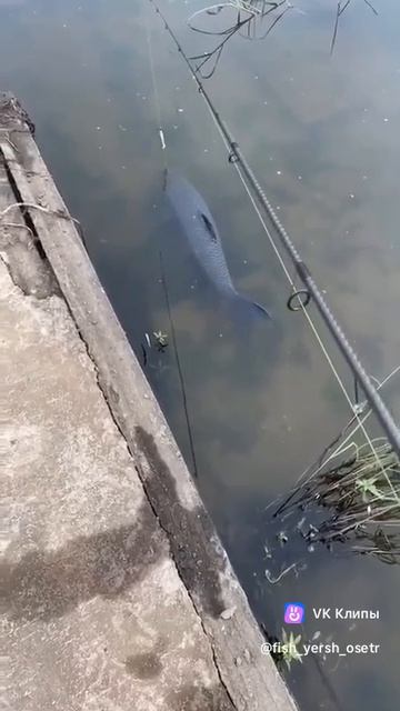 Хамское поведение конечно)