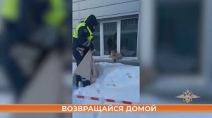 Автоинспекторы задержали рысь, которая разгуливала по Югорску