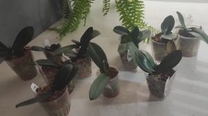 Трехслойные посадки. Отличная адаптация проблемных орхидей.Полив  для роста и развития середина пути