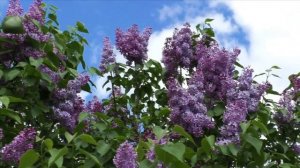 Лирическая песня под гармонь Сирень пушистая