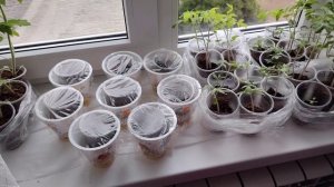 про помидоры и бамию