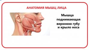 Мышца поднимающая верхнюю губу и крыло носа