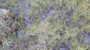 Первый выход с палаткой 2024-08-02 19:53