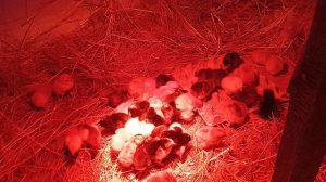 наши новые жильцы 🐣🐤🐥