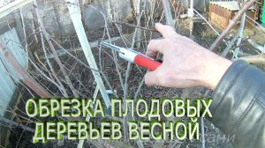 Когда обрезать плодовые деревья.Обрезка плодовых деревьев весной.Как обрезать плодовые деревья