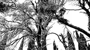 А. Глазунов "Песнь Менестреля"