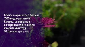 Цветы для городских клумб – кто и где их выращивает?