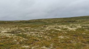 Слушаем птиц раз нет рыбы 2023-07-01 05:56