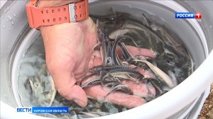 В реку Вятку за год выпустили почти 200 тысяч мальков стерляди