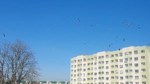 Весна вступила в наш уютный город!🌞🌿🕊🦋