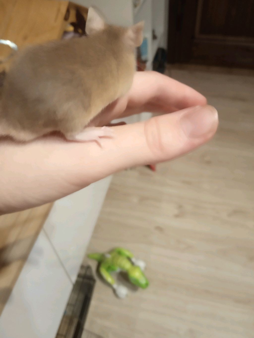 выгуливаем барбарисика